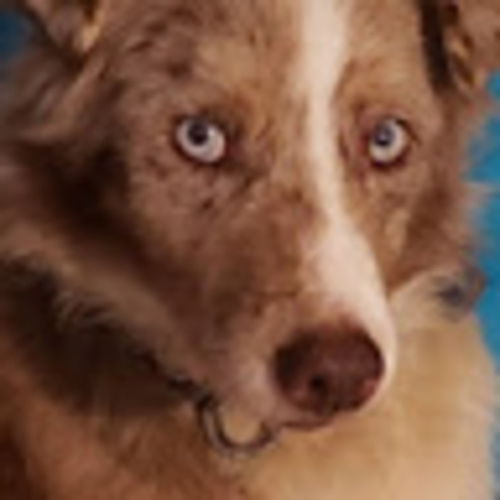 Meet your Posher, Patty